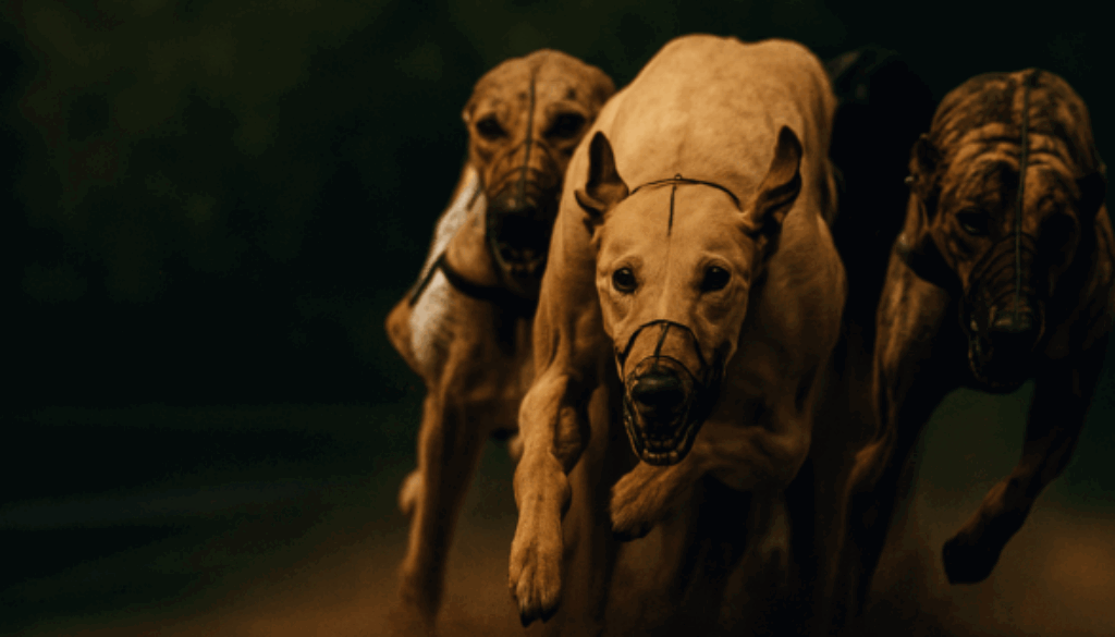 bet365 koeficenti