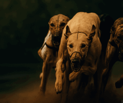 bet365 koeficenti